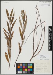 Foto von Salix alba L.